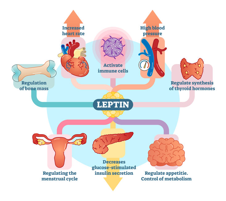 leptin 