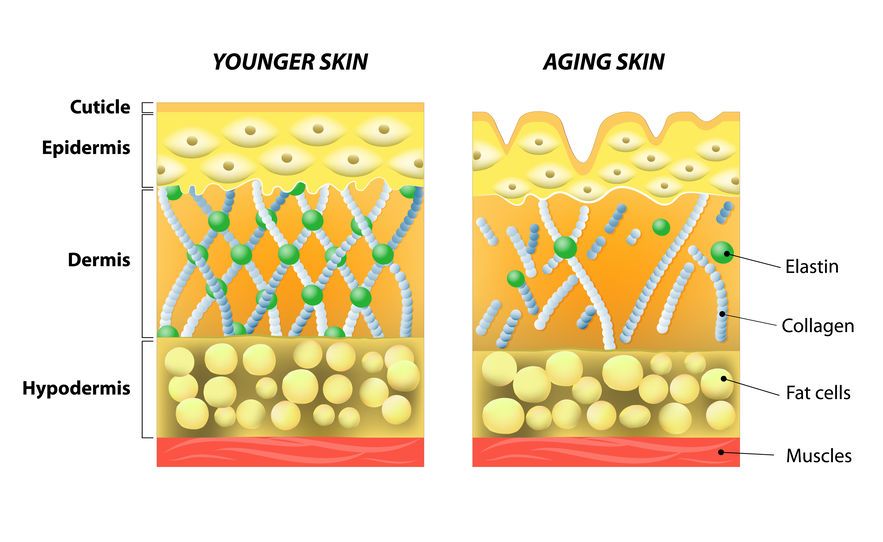 keto collagen in skin